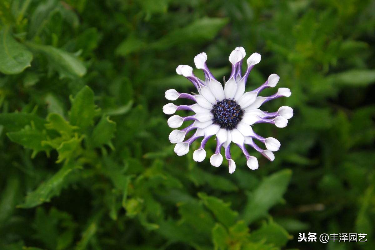 寓意好的de苗圃取名:2019寓意好的苗圃取名（寓意兴旺的苗圃名字）