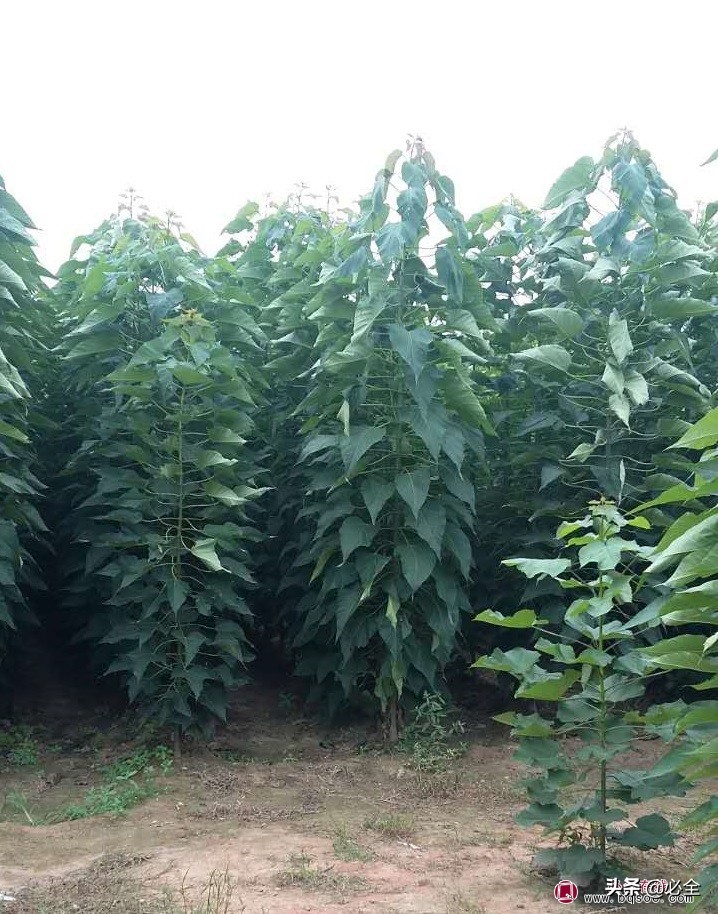 桃花心木属shu于什么档次，桃花心木和桃木区别（桃花心木是桃木吗）